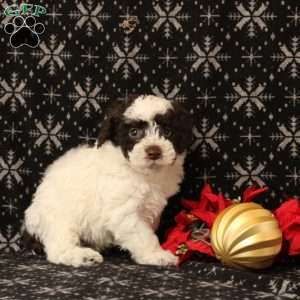 Uzo, Toy Poodle Puppy